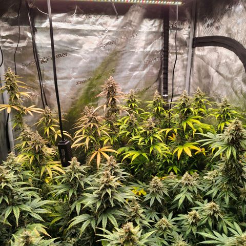 Skunk #1 growlog timeline photo