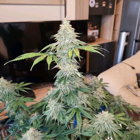 Skunk #1 growlog timeline photo
