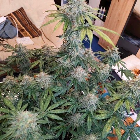 Skunk #1 growlog timeline photo