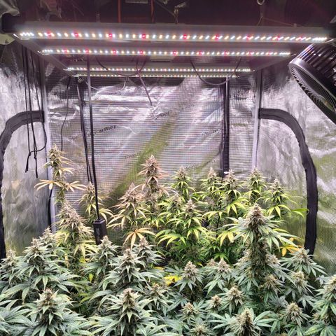 Skunk #1 growlog timeline photo