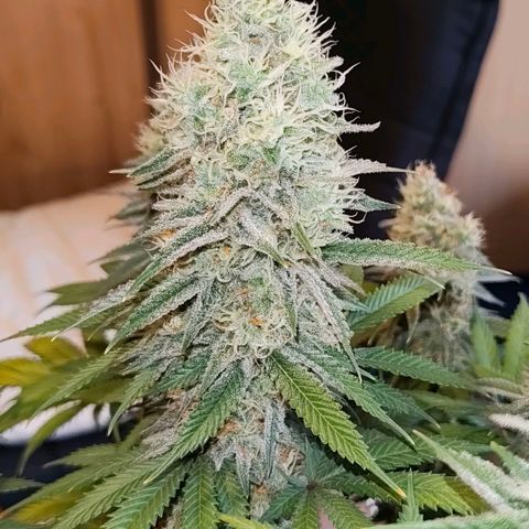 Skunk #1 growlog photo: Diese Schönheit ist keine Skunk. Ist eine Bananen Sorbet von dna genetiks 