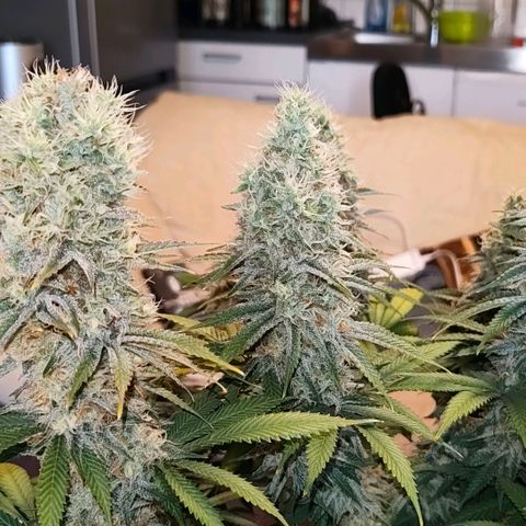 Skunk #1 growlog photo: Diese Schönheit ist keine Skunk. Ist eine Bananen Sorbet von dna genetiks 