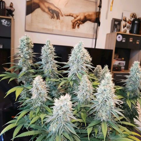 Skunk #1 growlog photo: Diese Schönheit ist keine Skunk. Ist eine Bananen Sorbet von dna genetiks 