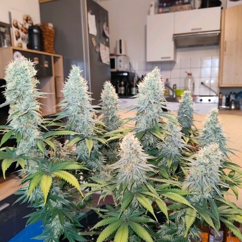 Skunk #1 growlog photo: Diese Schönheit ist keine Skunk. Ist eine Bananen Sorbet von dna genetiks 
