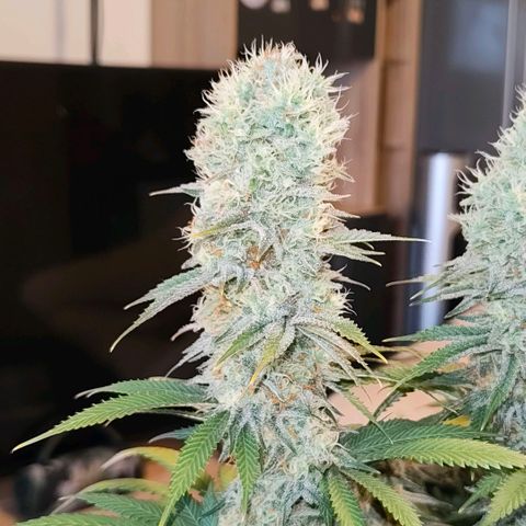 Skunk #1 growlog photo: Diese Schönheit ist keine Skunk. Ist eine Bananen Sorbet von dna genetiks 