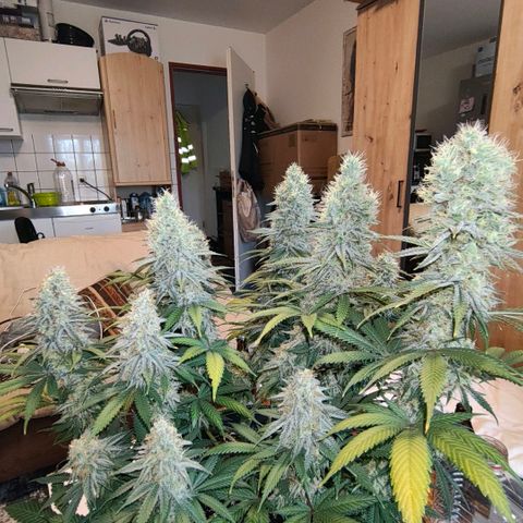 Skunk #1 growlog photo: Diese Schönheit ist keine Skunk. Ist eine Bananen Sorbet von dna genetiks 