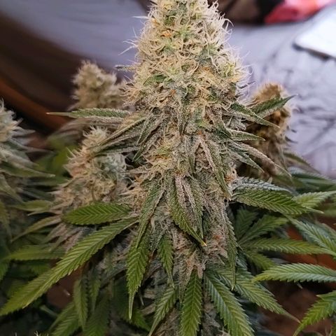 Skunk #1 growlog photo: Diese Schönheit ist keine Skunk. Ist eine Bananen Sorbet von dna genetiks 