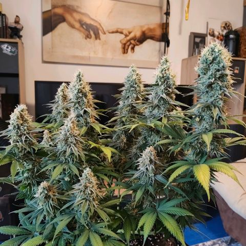 Skunk #1 growlog photo: Diese Schönheit ist keine Skunk. Ist eine Bananen Sorbet von dna genetiks 