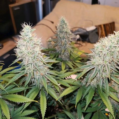 Skunk #1 growlog photo: Diese Schönheit ist keine Skunk. Ist eine Bananen Sorbet von dna genetiks 