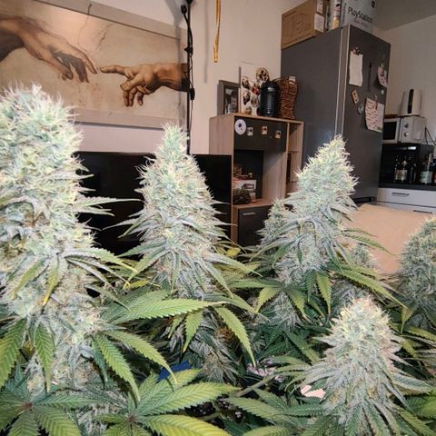 Skunk #1 growlog photo: Diese Schönheit ist keine Skunk. Ist eine Bananen Sorbet von dna genetiks 