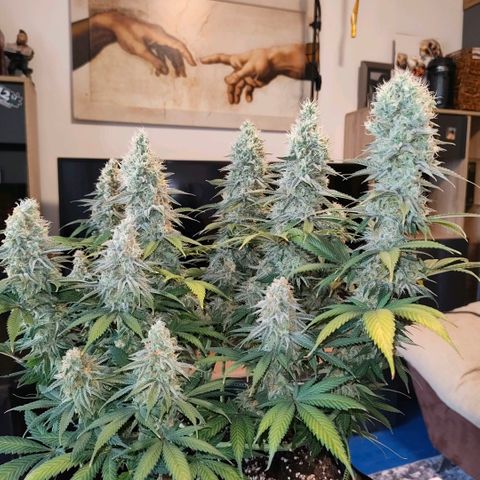 Skunk #1 growlog photo: Diese Schönheit ist keine Skunk. Ist eine Bananen Sorbet von dna genetiks 