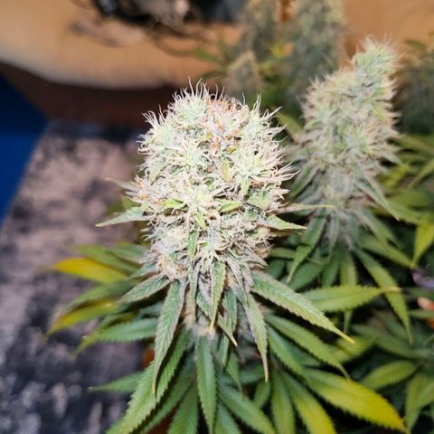 Skunk #1 growlog photo: Diese Schönheit ist keine Skunk. Ist eine Bananen Sorbet von dna genetiks 