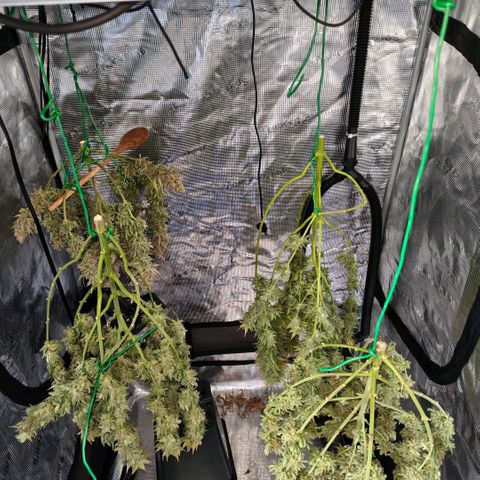 Skunk #1 growlog timeline photo