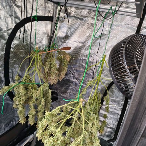 Skunk #1 growlog timeline photo
