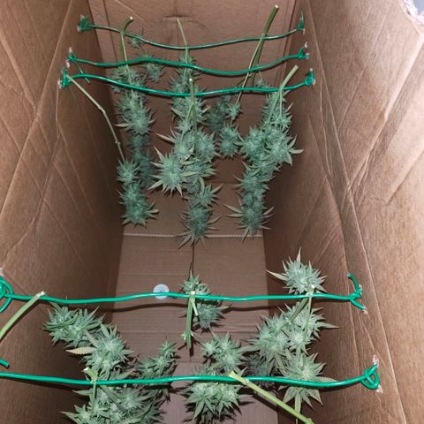 Skunk #1 growlog timeline photo