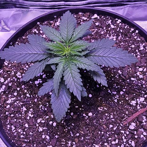 Blue haze by ILGM growlog timeline photo