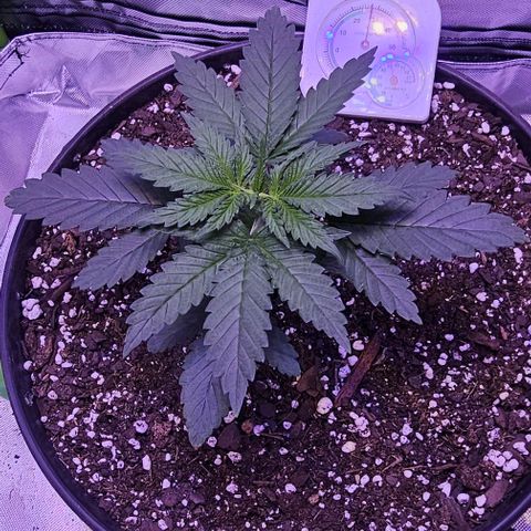 Blue haze by ILGM growlog timeline photo