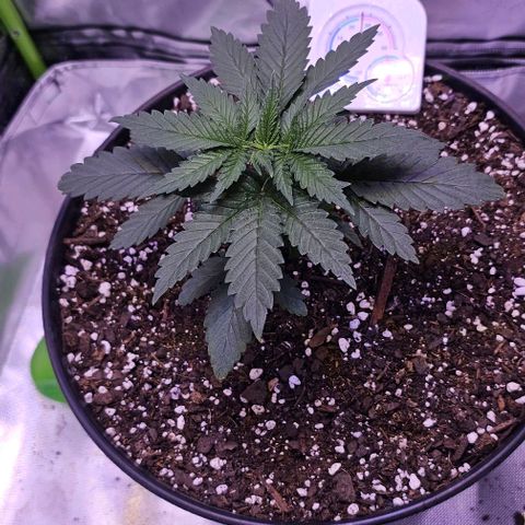 Blue haze by ILGM growlog timeline photo