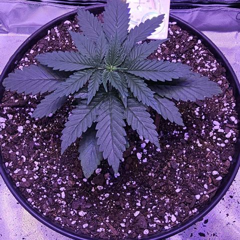 Blue haze by ILGM growlog timeline photo