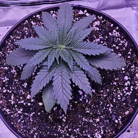 Blue haze by ILGM growlog timeline photo