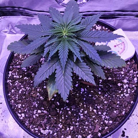 Blue haze by ILGM growlog timeline photo