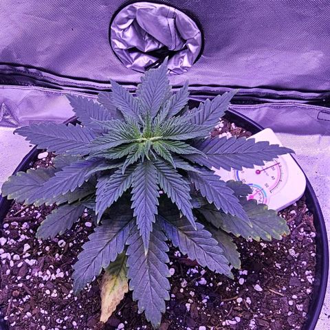 Blue haze by ILGM growlog timeline photo