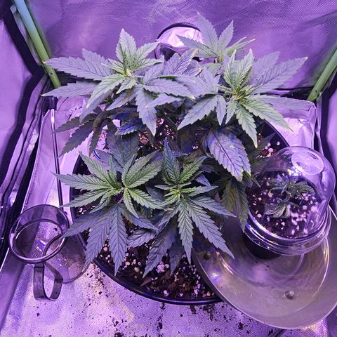 Blue haze by ILGM growlog timeline photo