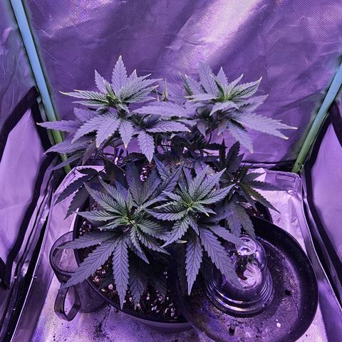 Blue haze by ILGM growlog timeline photo