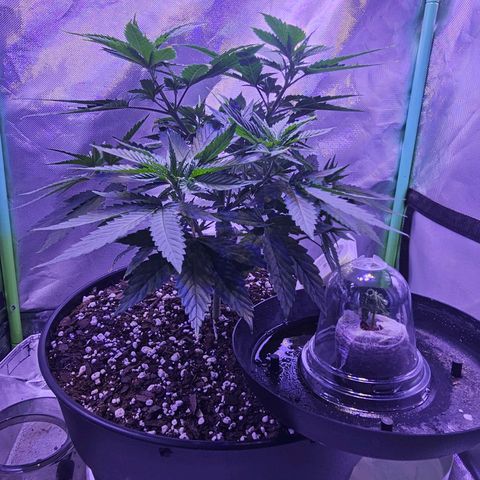 Blue haze by ILGM growlog timeline photo