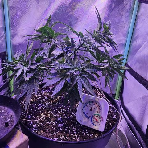 Blue haze by ILGM growlog timeline photo