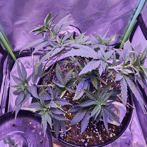 Blue haze by ILGM growlog timeline photo