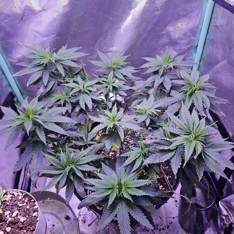 Blue haze by ILGM growlog timeline photo