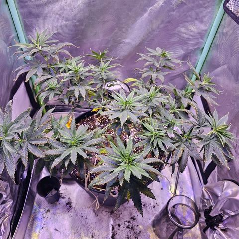 Blue haze by ILGM growlog timeline photo