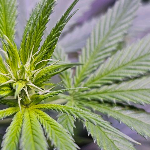 Blue haze by ILGM growlog timeline photo