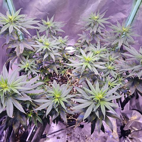 Blue haze by ILGM growlog timeline photo