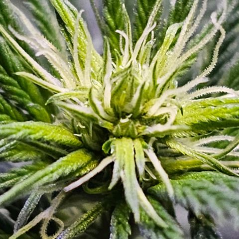 Blue haze by ILGM growlog timeline photo