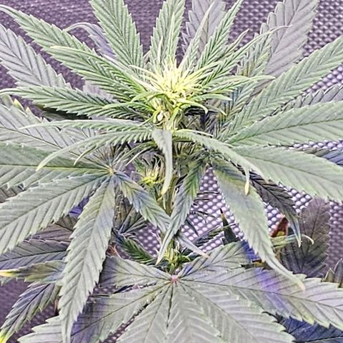Blue haze by ILGM growlog timeline photo