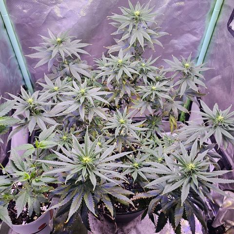 Blue haze by ILGM growlog timeline photo