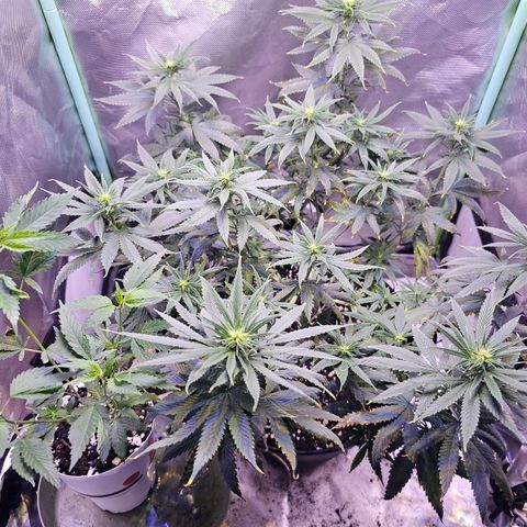Blue haze by ILGM growlog timeline photo
