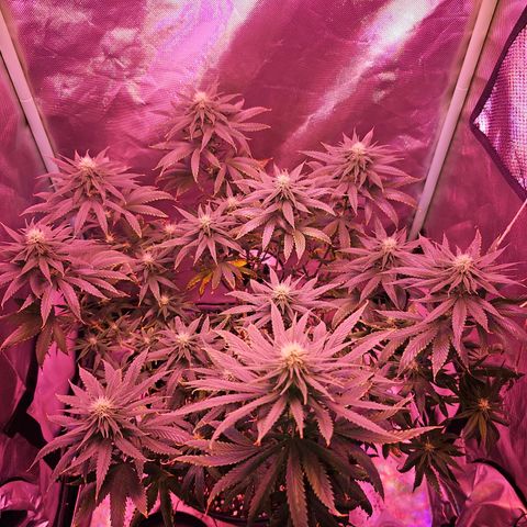 Blue haze by ILGM growlog timeline photo