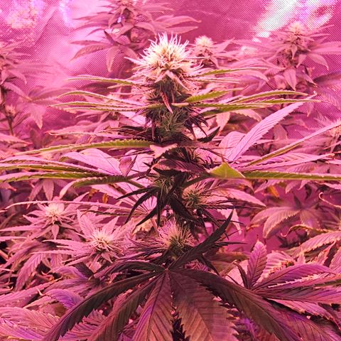 Blue haze by ILGM growlog timeline photo