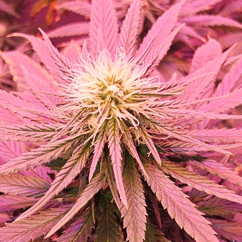Blue haze by ILGM growlog timeline photo