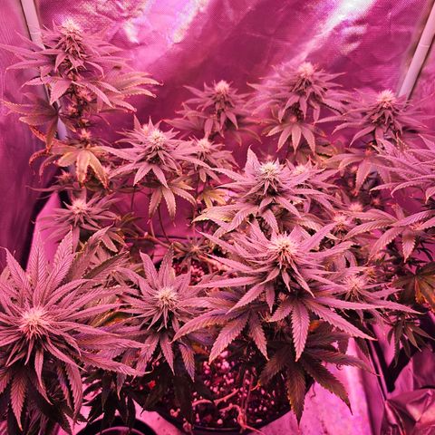 Blue haze by ILGM growlog timeline photo