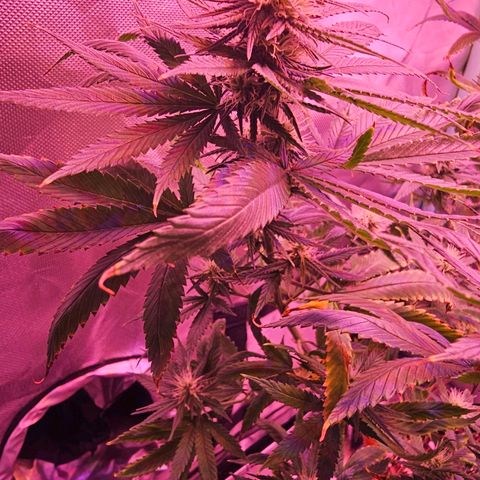 Blue haze by ILGM growlog timeline photo