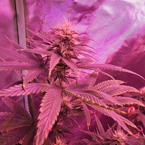 Blue haze by ILGM growlog timeline photo