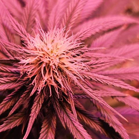 Blue haze by ILGM growlog timeline photo