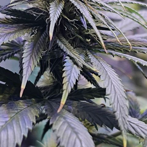 Blue haze by ILGM growlog timeline photo