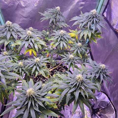 Blue haze by ILGM growlog timeline photo