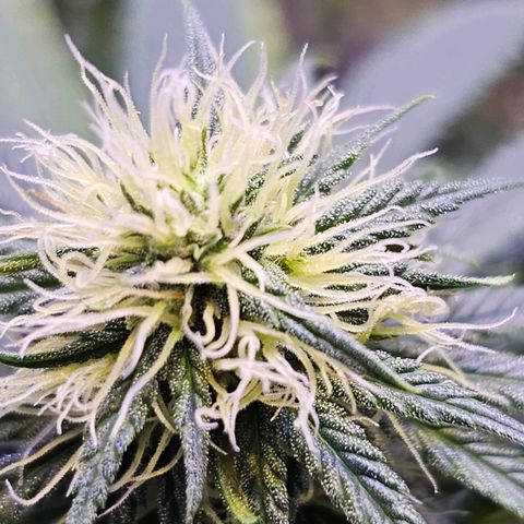 Blue haze by ILGM growlog timeline photo