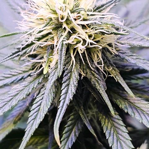 Blue haze by ILGM growlog timeline photo